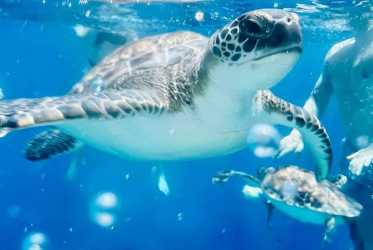 Wycieczka fakultatywna, Wycieczka Miasto duchów, Famagusta, Salamina z rejsem na Blue Lagoon i zatokę żółwi z Larnaki