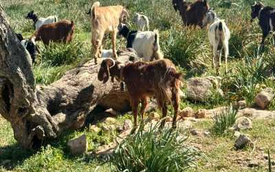 Wycieczka fakultatywna, Maraton Jeep Safari Pisouri z Pafos